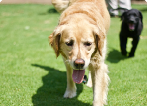 local dog boarding