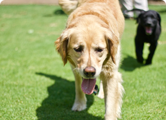 golden retriever in the play yard