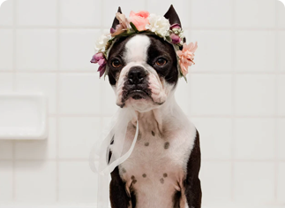 french bulldog wearing a flowered head band