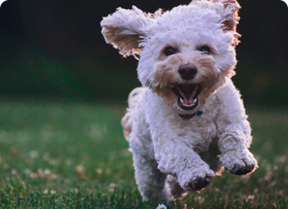 small white dog running in grass