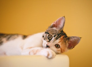 kitten lying on a cat tree