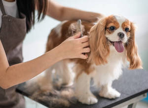 dog groomer grooming a Cavalier King Charles Spaniel dog