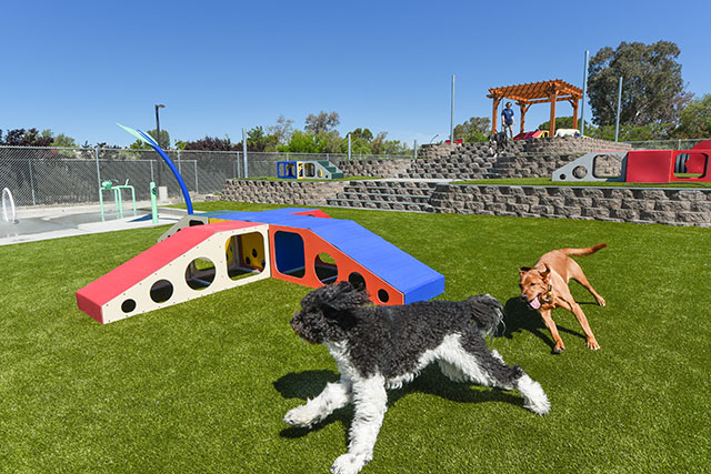 dogs playing chase in the yard