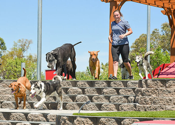 the ranch dog daycare