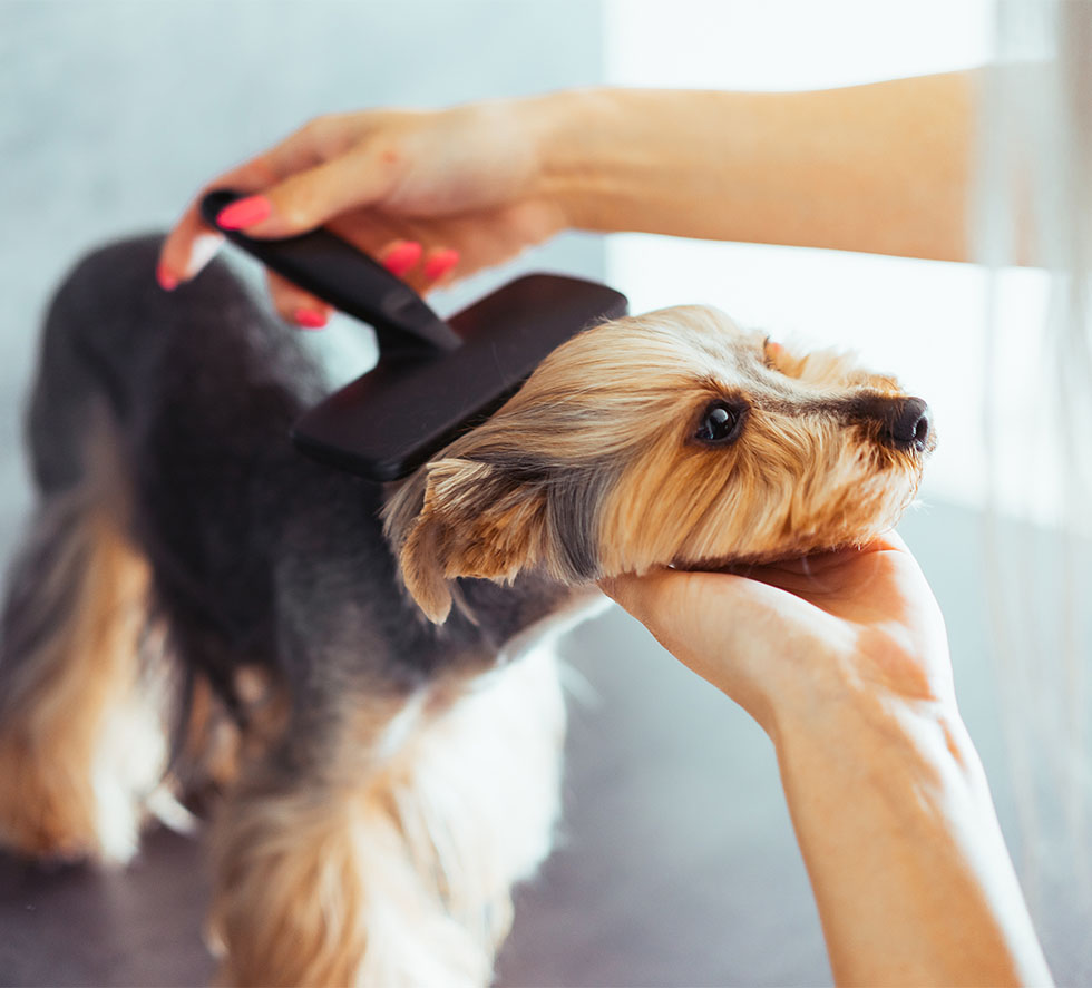 combing the head of yorkshire terrier