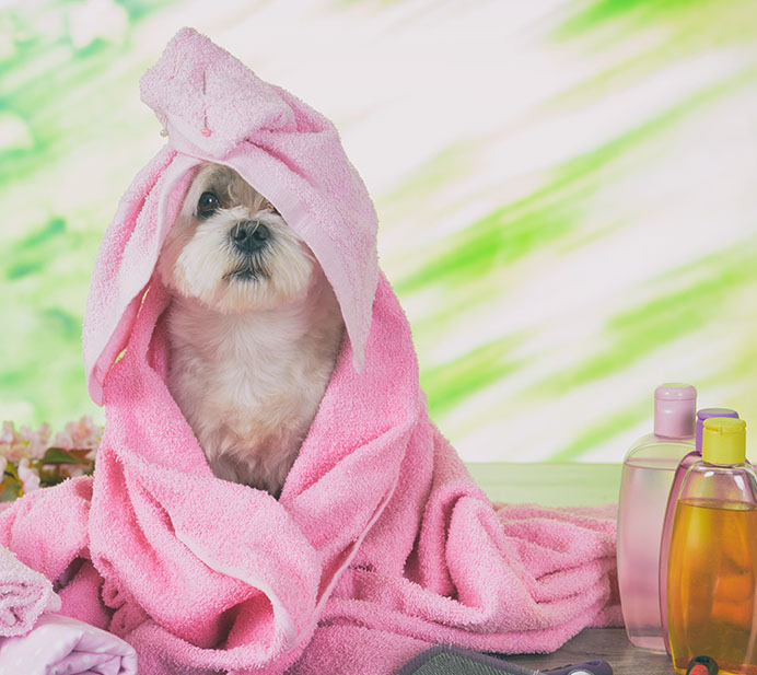 puppy spa