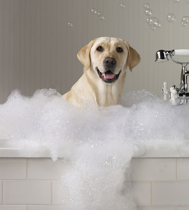 Yellow labrador smiling at the camera while getting a bubble bath