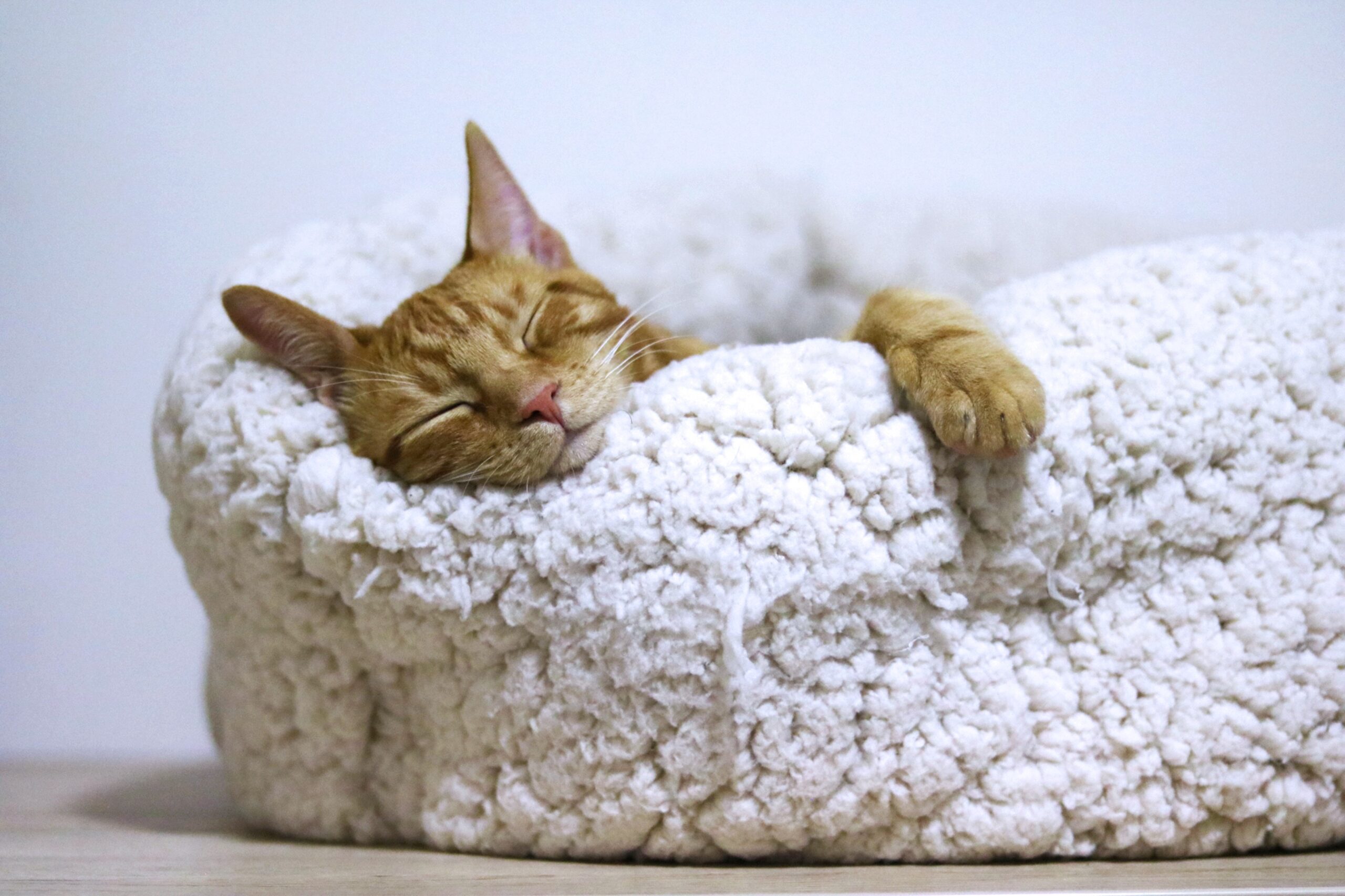 cat sleeping on a cat bed