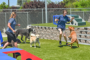 Staff members playing with dogs