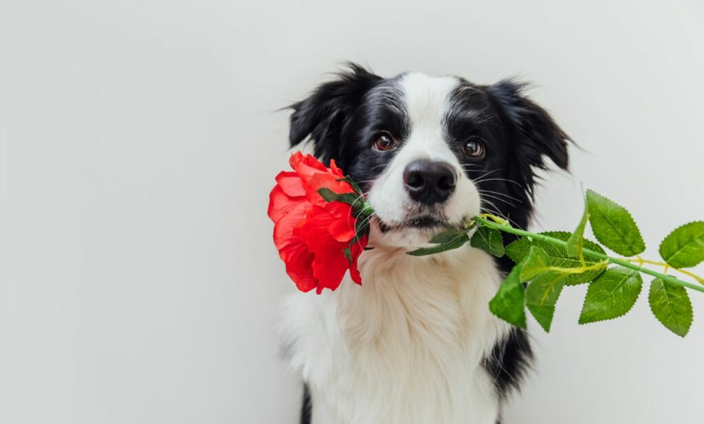 Dog Boarding – Somi Pet Resort