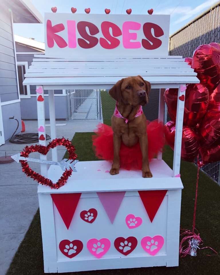 What's New at The Ranch Pet Resort and Spa The Ranch Pet Resort