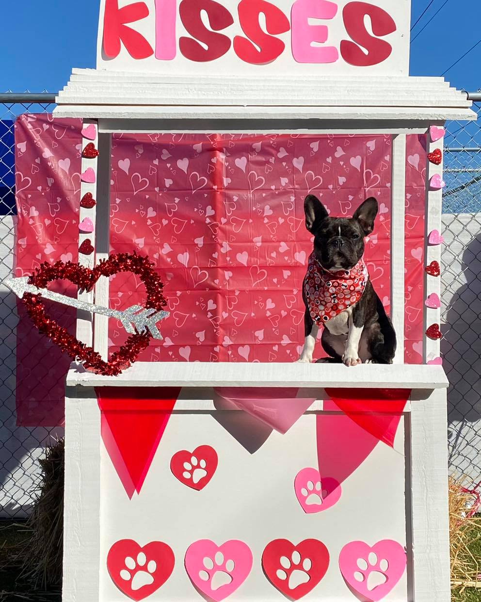 What's New at The Ranch Pet Resort and Spa The Ranch Pet Resort