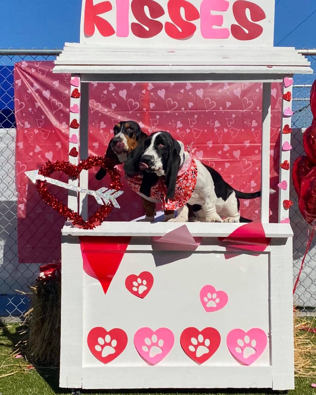 What's New at The Ranch Pet Resort and Spa The Ranch Pet Resort