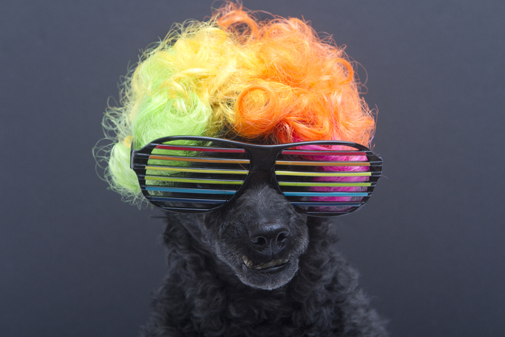 dog in 80's costume
