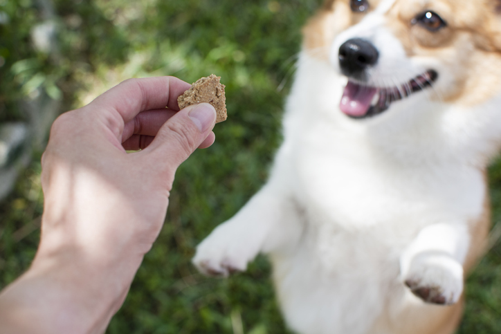 Make dog treats with your best friend
