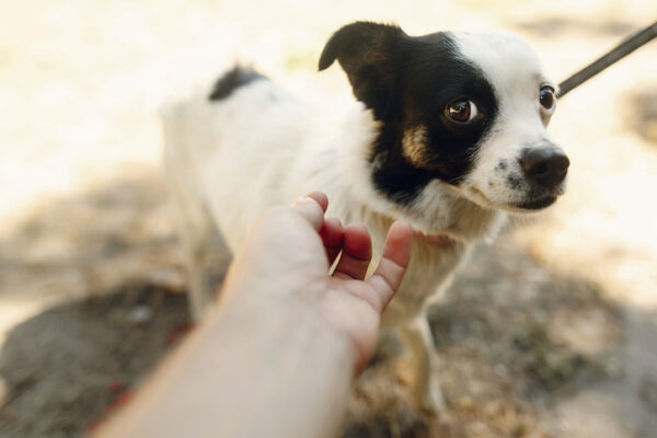8 Amazing Ways Dogs Can Read People (Better Than You Think!) - The ...