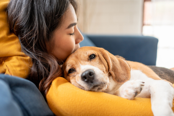 Adorable Beagle dog puppy sleeping on young female owner's shoulder. Attractive woman spend leisure time and petting on her pet animal that lying down with gentle and happiness in living room at home.