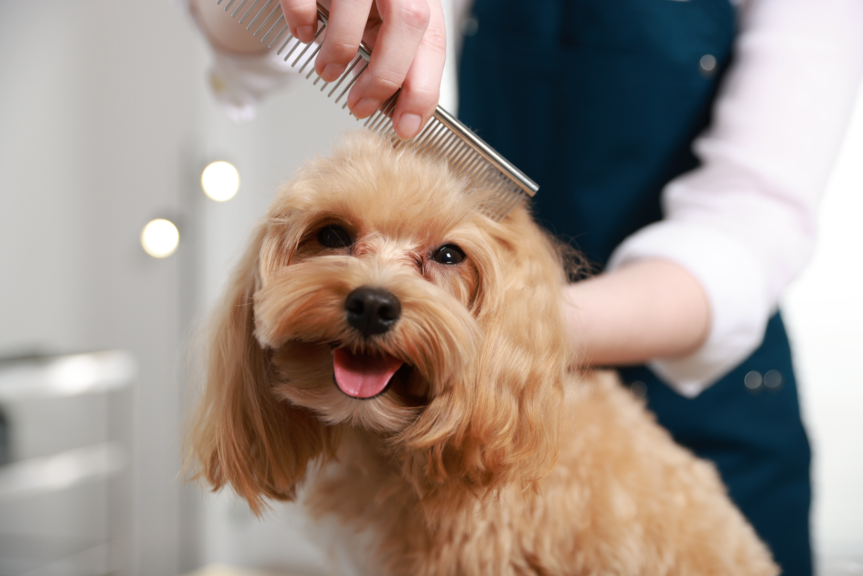 Signs Your Dog Needs Grooming (And Why It Matters More Than You Think ...
