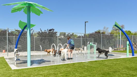 staff member playing with dogs on the splash pad