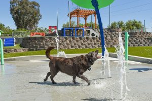 dog playing on the splash pad