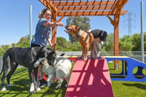 staff member playing with dogs in the yard