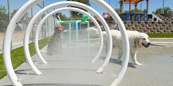 dog playing on the splash pad